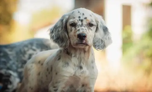 Yavru Av Köpeği Eğitimi Temel İtaat ve Evreleri 11 Temel itaat eğitimi alan yavru seter av köpeği