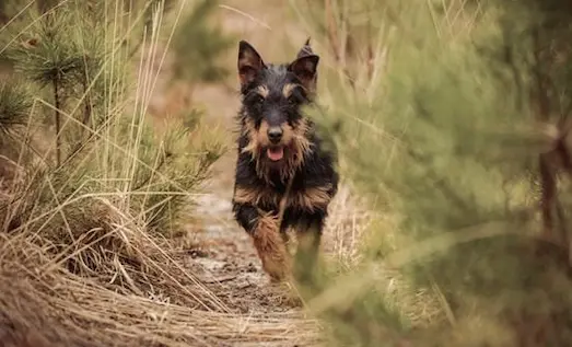 Jagdterrier tavşan avında iz sürüyor
