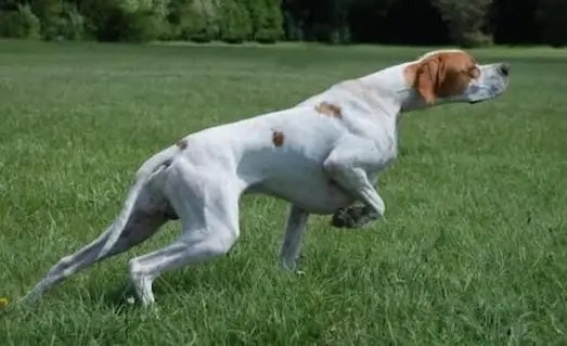 Av Köpeği Ferma ve Aport Eğitimi Nasıl Verilir? 3 Av Köpeği ferma ve aport eğitiminde pointer av köpeği ferma pozisyonunda avı işaret ederken