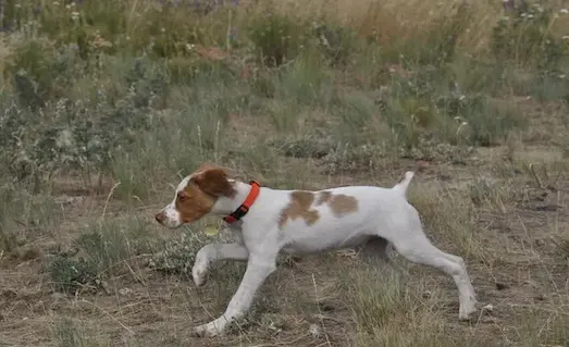 Yavru Av Köpeği Kaç Aylıkken Ava Başlar? 10 Ferma eğitimine yeni başlayan yavru av köpeğinin, av kokusunu aldıktan sonra verdiği ilk profesyonel ferma duruşu ve saha alıştırması görseli.
