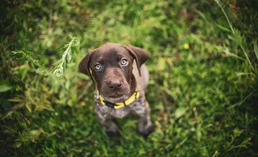 Av Köpeği Eğitiminde Ödül Maması ve Kliker Kullanımı 7 Av köpeği temel itaat eğitimi sırasında komutları uyguluyor.