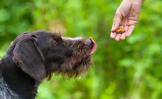Av Köpeği Eğitiminde Ödül Maması Eğitimi