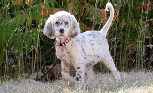 Yavru Yavru av köpeği eğitimi