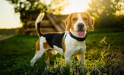 Av Köpeği Kuduz Aşısı Ne Zaman Yapılır 11 Av Köpeği Kuduz aşısı yapılacak köpek