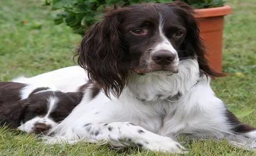 Av Köpeğinin Aşı Sonrası Takibi Nasıl Olmalı 10 Aşı sonrası takip edilen av köpeği