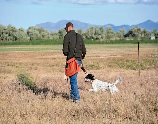 Av köpeklerinde çapraz arama eğitimi merada alıyor