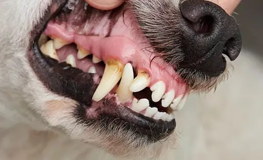 Av Köpeklerinde Diş Bakımı ve Sağlıklı Ağız Yapısı 5 Av köpeklerinde diş bakımı ve sağlıklı ağız yapısı
