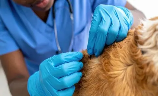 Av Köpeklerinde Dış Parazit Koruması ve Yöntemleri 13 Av köpeklerinde dış parazit koruması
