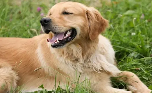 Av Köpeklerinde İç Parazit Uygulaması ve Önemi 15 Av köpeklerinde iç parazit uygulaması