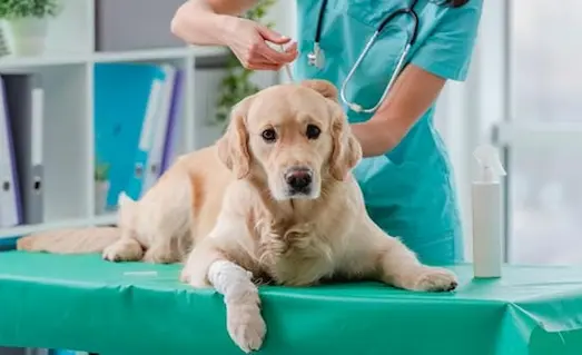Av Köpeklerinde Karma Aşı Nedir? 12 Av köpeklerinde karma aşı uygulaması