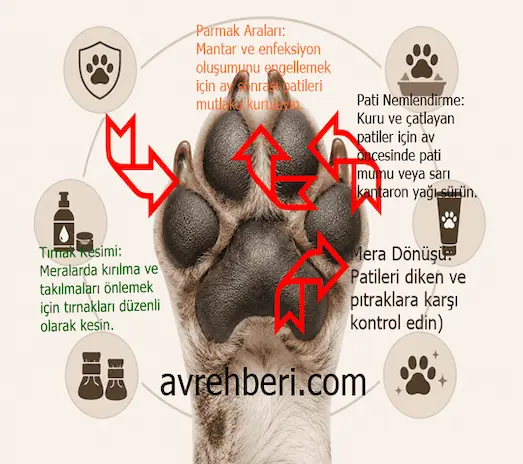 Av Köpeklerinde Pati Bakımı ve Koruma İpuçları 7 Av köpeklerinde pati bakımı ve koruma ipuçları