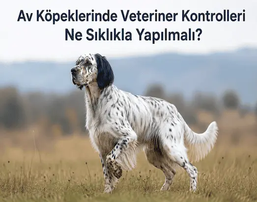 Av Köpeklerinde Veteriner Kontrolü Ne Sıklıkla Yapılmalı 16 Av Köpeklerinde Veteriner genel sağlık kontrolünün yapılması