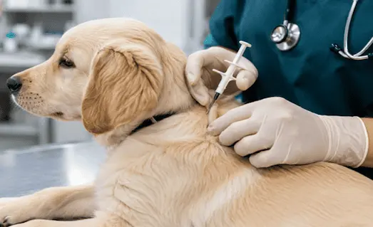 Av Köpeklerine Çip Takma Zorunlu mu? (2026) 14 Av köpeğine mikroçip takılması