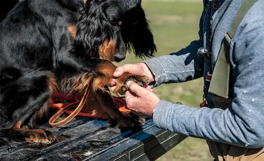 Av Sonrası Köpek Bakımı İçin İpuçları 34 Av Sonrası Köpek Bakımı yapan avcının köpeğinin patilerini kontrol etmesi