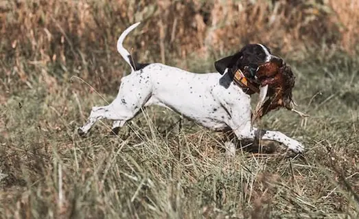 Av Köpeklerinde Çapraz Arama Eğitimi Nasıl Verilir? 1 Av Köpeklerinde Çapraz Arama Eğitimi sırasında av köpeği vurulan avı sahibine getiriyor.
