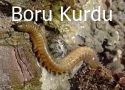 Balık Yemleri: İğneye Takma ve Seçim Sırrı 3 Boru kurdu doğal balık yemi