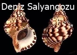 Balık Yemleri: İğneye Takma ve Seçim Sırrı 17 Deniz salyangozu doğal balık yemi