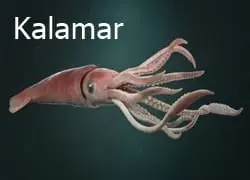 Balık Yemleri: İğneye Takma ve Seçim Sırrı 6 Kalamar doğal balık yemi