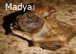 Balık Yemleri: İğneye Takma ve Seçim Sırrı 13 Madya doğal balık yemi