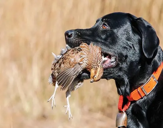 Soft Mouth (Yumuşak Ağız) Nedir bu özelliğe sahip av köpeği, bıldırcını zarar vermeden getirip avcısının önünde oturuyor.