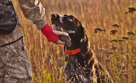 Soft Mouth (Yumuşak Ağız) Nedir? Av Köpeklerinde Önemi 2 Soft Mouth (Yumuşak Ağız) Av köpeği getirdiği bıldırcını sahibinin eline bırakıyor.