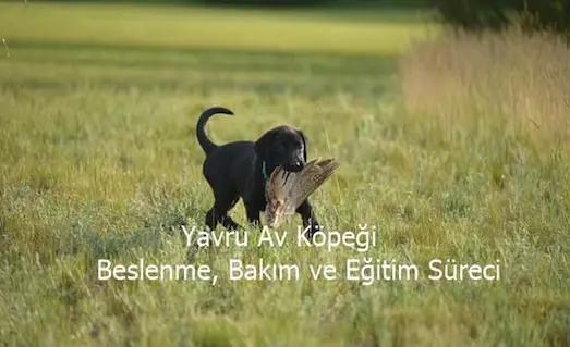 Yavru Av Köpeği: Beslenme, Bakım ve Eğitim Süreci 8 Yavru av köpeği beslenme, bakım ve eğitim süreci