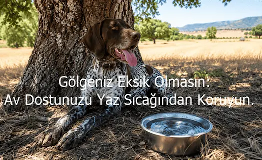 Av Köpeklerinde Yaz Bakımı ve Sıcak Havalarda Koruma 38 Av Köpeklerinde Yaz Bakımı ve Sıcak Havalarda Koruma: Yaz sıcağında ağaç gölgesinde dinlenen ve yanında su kabı bulunan kahverengi beyaz benekli Kurzhaar av köpeği.